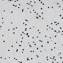 EC Ivory Homogeneous Conductive Vinyl Sheet Flooring